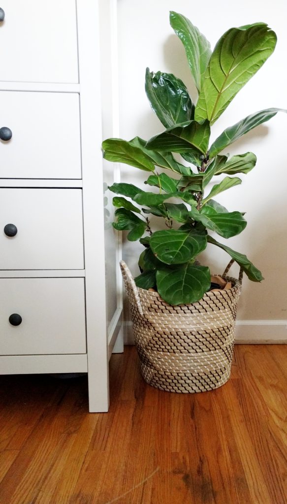 Fiddle Leaf Fig in Basket