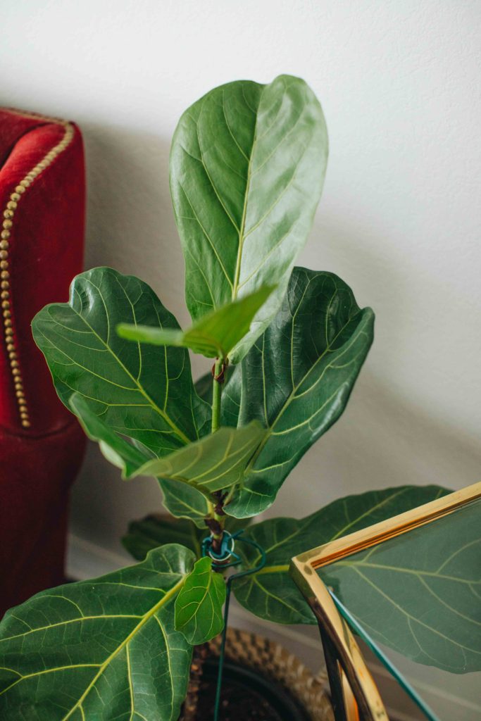 My beginner houseplant care guide! All my tips and what I've learned. | Theadoredlife.com