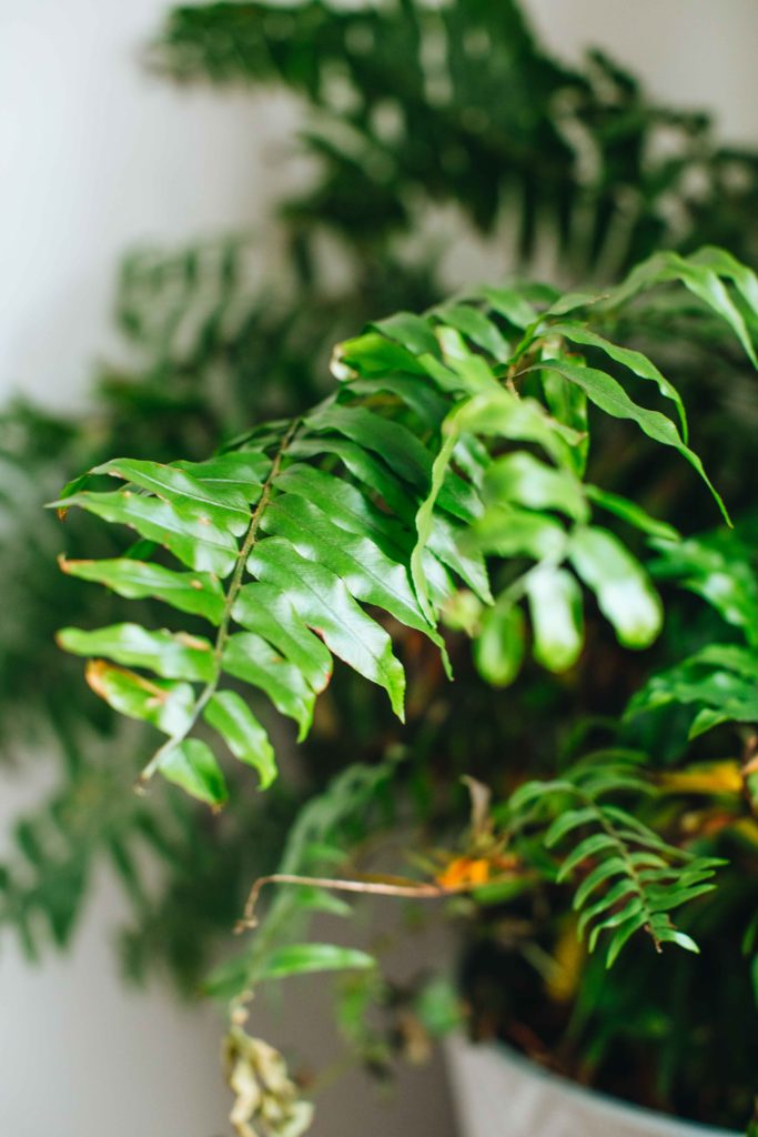 My beginner houseplant care guide! All my tips and what I've learned. | Theadoredlife.com