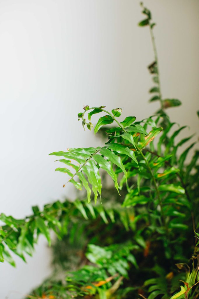 My beginner houseplant care guide! All my tips and what I've learned. | Theadoredlife.com