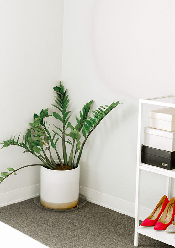 My beginner houseplant care guide! All my tips and what I've learned. | Theadoredlife.com